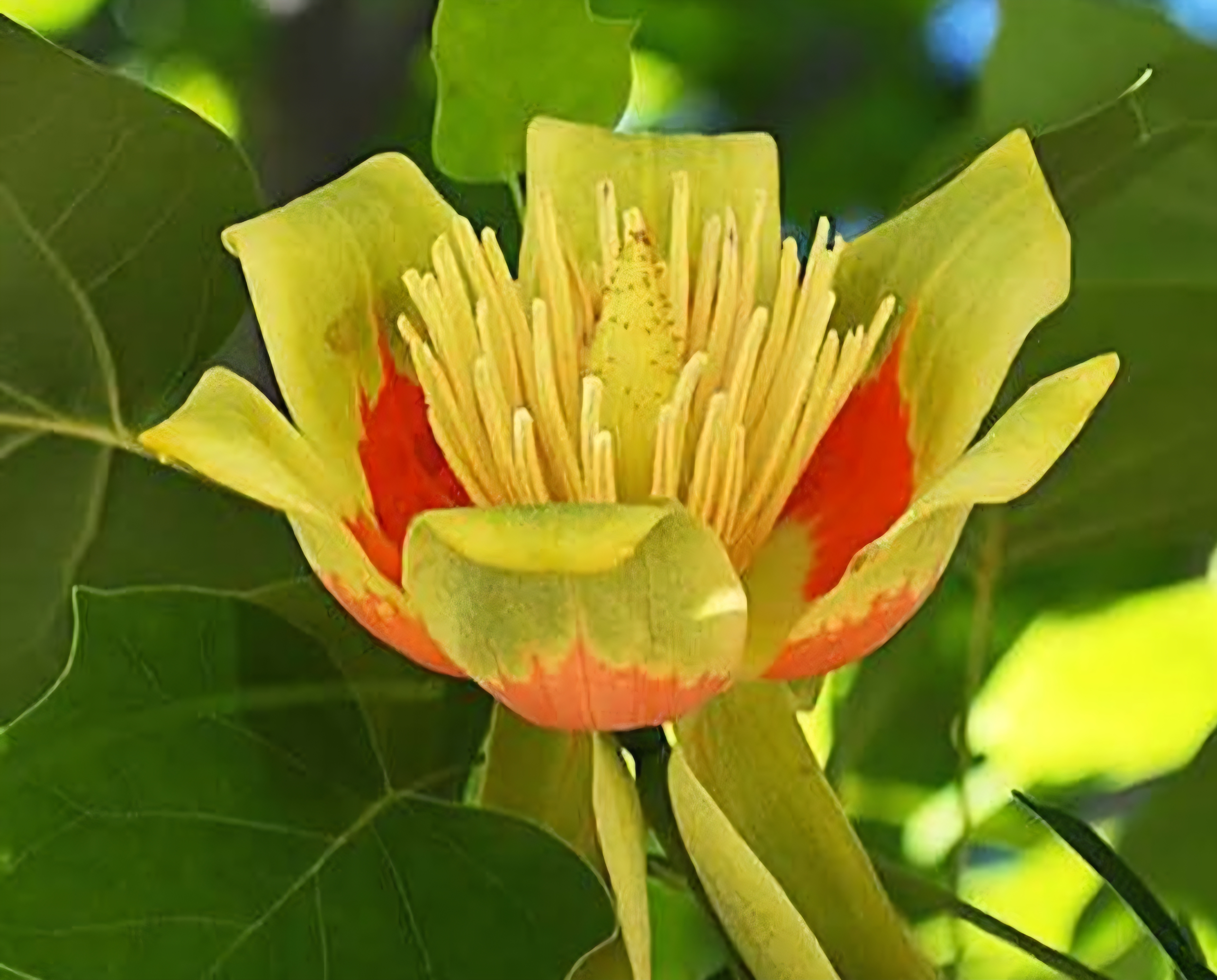 درخت لاله درختی