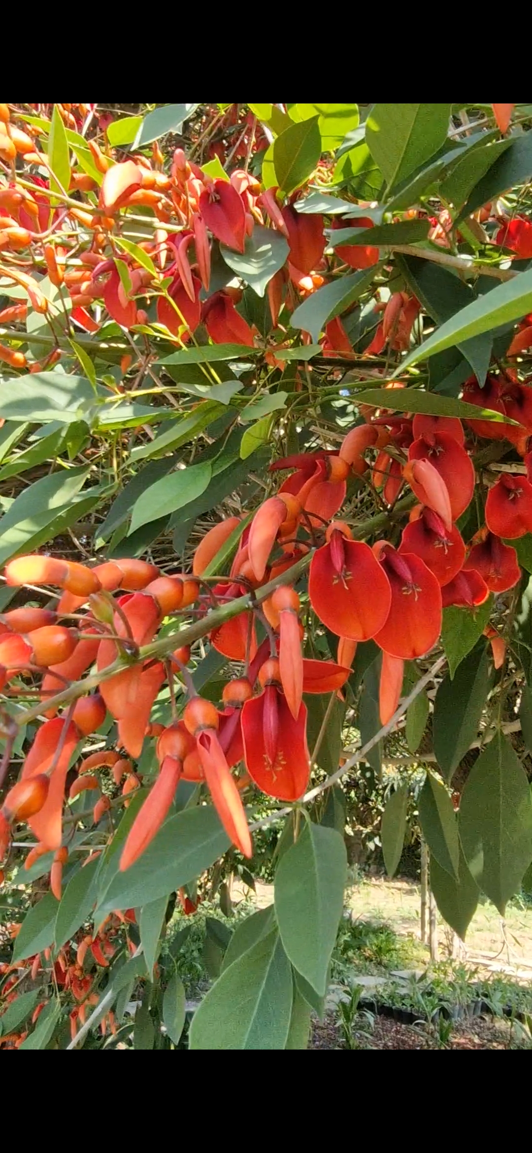درختچه فردوسی متوسط