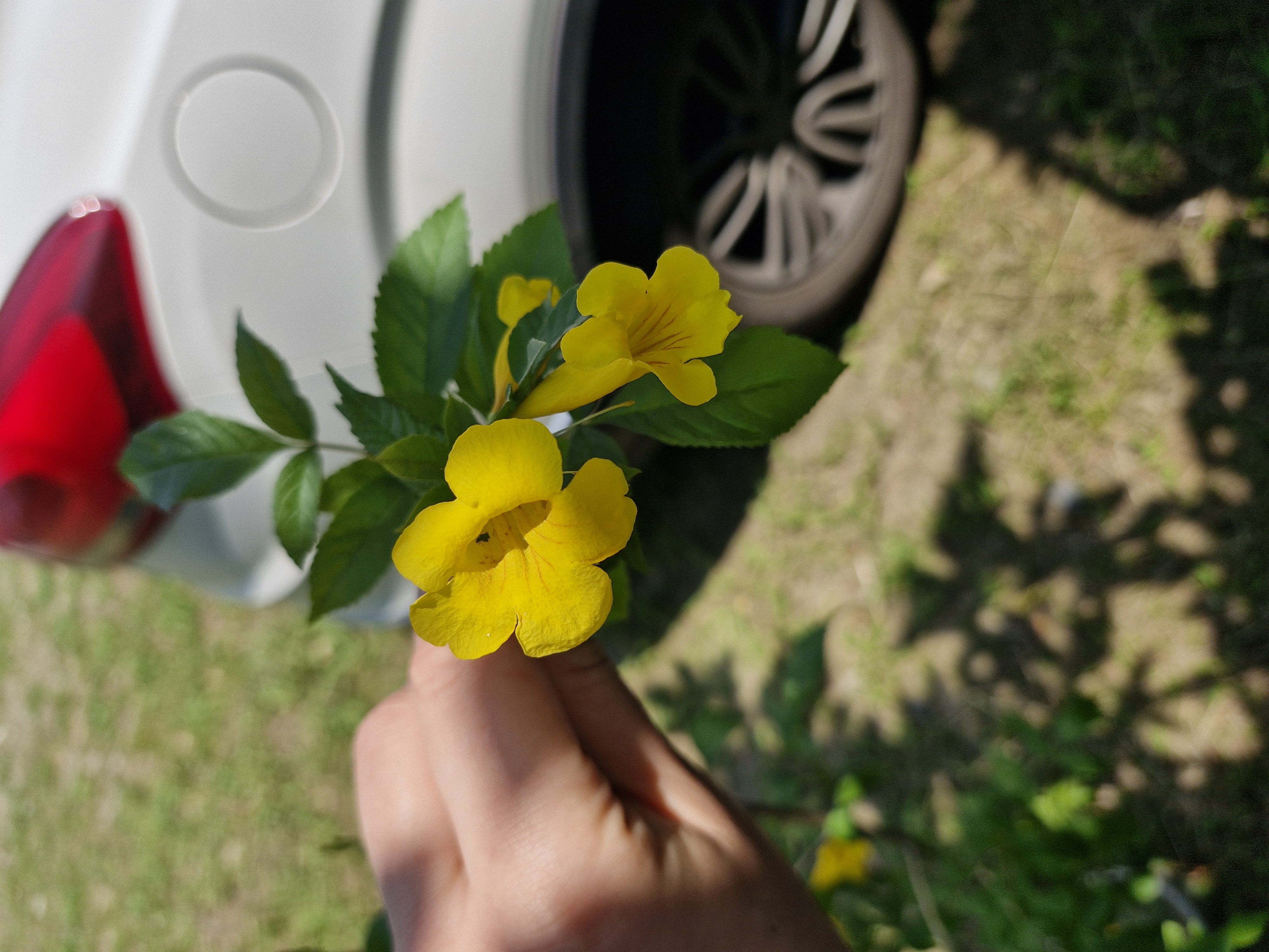 تکوما زرد سایز بزرگ