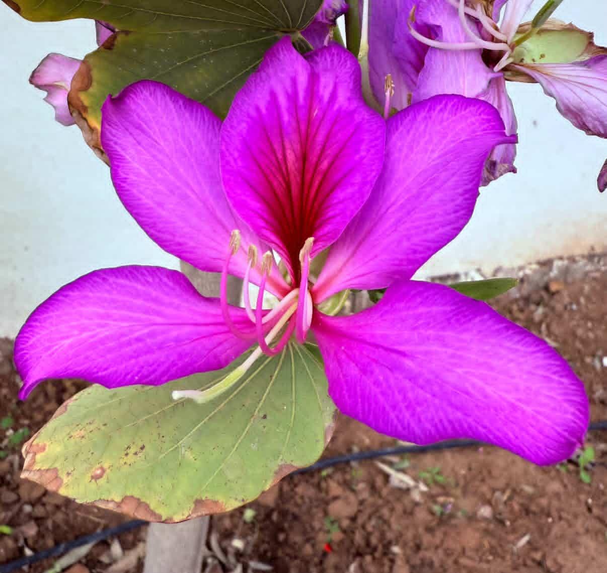 ارکیده درختی سایز کوچک