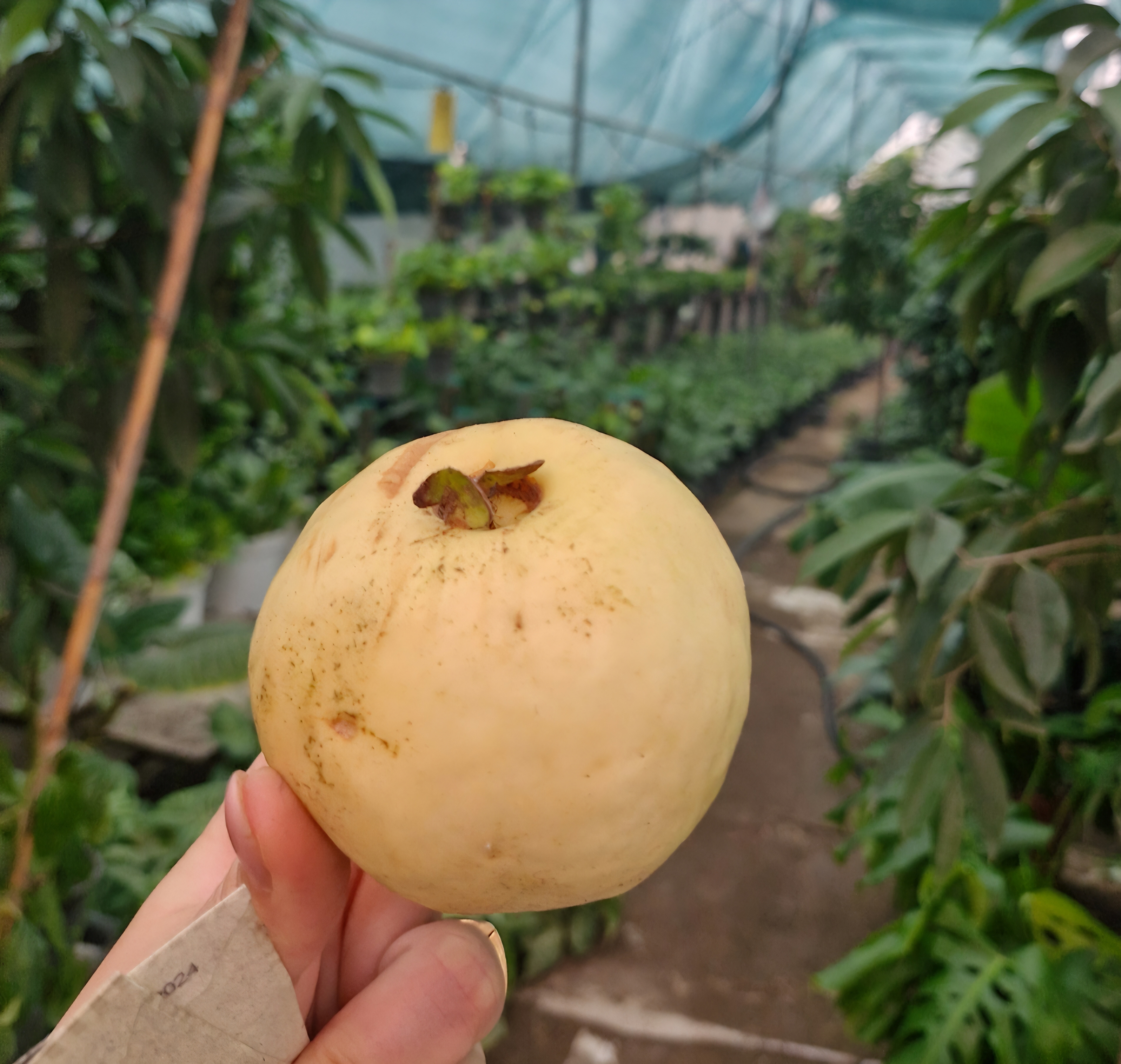 نهال گواوا کینگ
