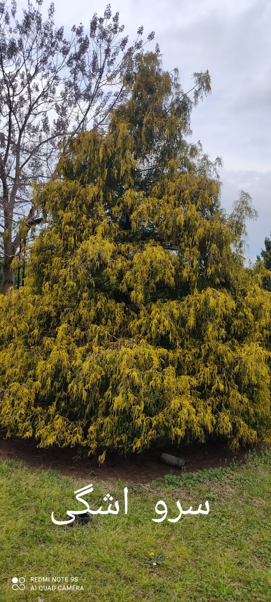 سرو اشکی