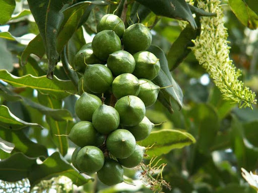 نهال ماکادمیا ۳ ساله